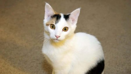 Kucing Jepun: ciri, pilihan dan peraturan penjagaan