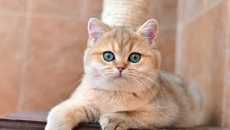 شينشيلا البريطانية الذهبية: وصف القطط والطبيعة وقواعد الرعاية