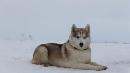 Alaskan Husky: eigenaardigheden van het ras en de teelt