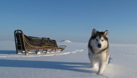 Aljašský malamut: chovat rysy, povahu a obsah