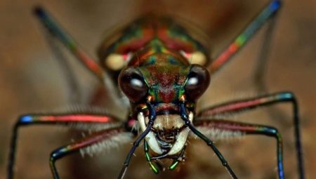 Arachnophobia: symptomer og rettsmidler