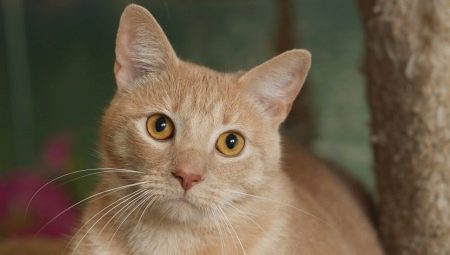 แมวลายเอเชีย: คำอธิบายของสายพันธุ์ของแมวและกฎของ