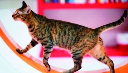Futó kerekek macskák számára: kiválasztás és képzés