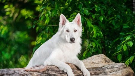 White German Shepherd: features and content