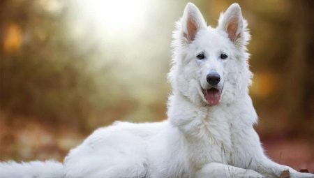White Swiss Shepherd: breed description and breeding