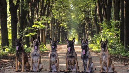Perro de pastor belga: características, tipos y contenido