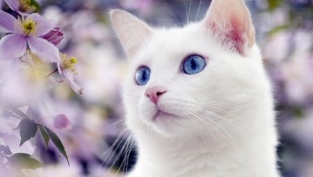 Kucing putih dengan mata biru: ciri kepekak mereka dan bagaimana mereka?