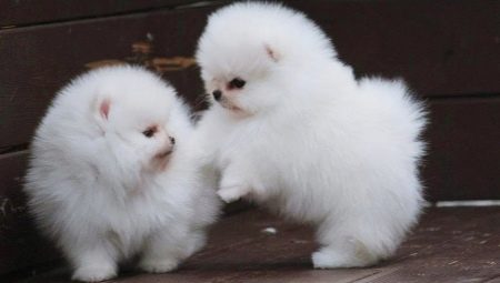 Spitz Pomeranian Branco: descrição, caráter e cuidado
