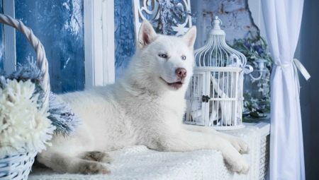 Bílá Husky: barevné znaky a pravidla péče