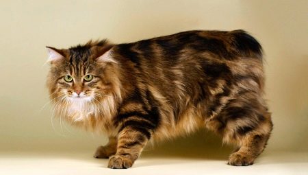 Tailless cats: popular breeds and their content rules