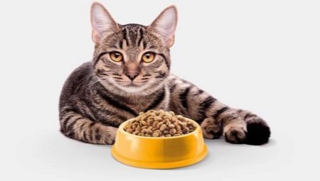Obilné krmivo pro kočky