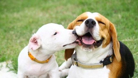 Beagle e Jack Russell Terrier: comparação de rochas