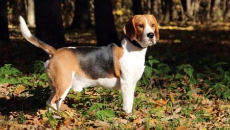 Beagle: beschrijving van het ras en kenmerken van zorg