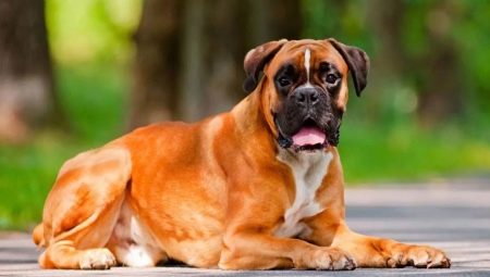 Boxers: de geschiedenis van het ras van honden, temperament, de beste namen en kenmerken van zorg
