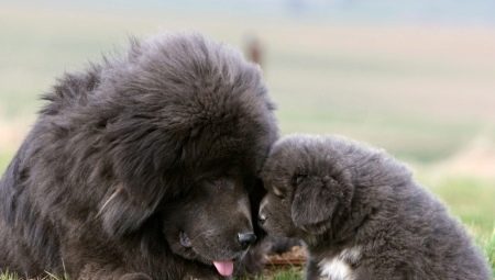 Chó lông lớn: đặc điểm, giống, lựa chọn và chăm sóc