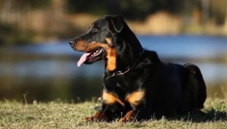 Beauceron: description of dogs and content