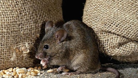 Страх от мишки: описание на болестта и методи за освобождаване