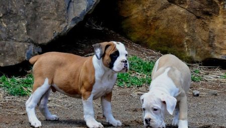 Bulldog brasiler: tot el que necessiteu saber sobre la raça de gossos