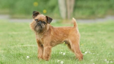 Brusel Griffon: vlastnosti psů a chov