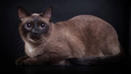 Burmese cats: breed description, variety of colors and rules of keeping