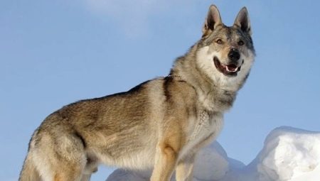 Cão de lobo checoslovaco: uma história de uma origem, características de caráter e conteúdo
