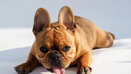 Vad och hur man matar fransk bulldogg?