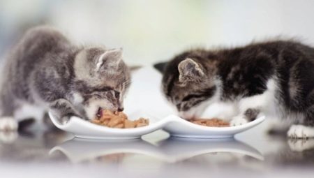 Wat en hoe een kitten te voeden?