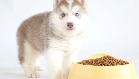 ¿Cómo y cómo alimentar a los cachorros husky?