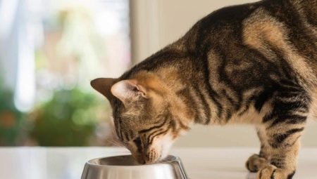 Mikä on ruoka steriloiduille kissoille, jotka eroavat tavallisista kissoista?