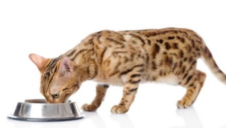 Apa yang perlu memberi makan anak kucing Bengal dan kucing dewasa?