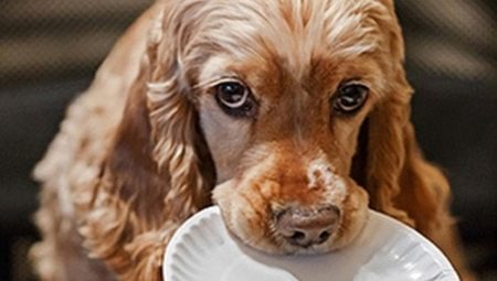 How to feed a cocker spaniel?
