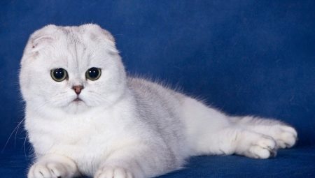 What to feed the Scottish Fold cats?