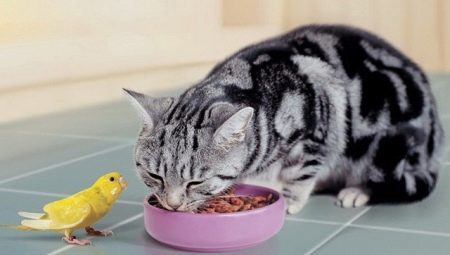 Ce să hrănești o pisică dreaptă scoțiană?