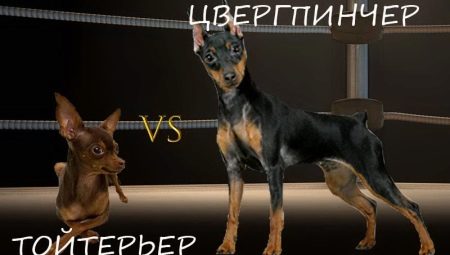 ما هو الفرق بين pinscher و جحر لعبة؟