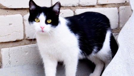 Mèo đen trắng: tập tính và giống thông thường