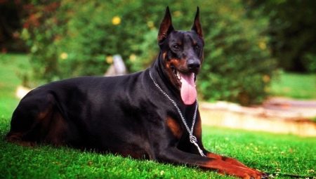 Black Doberman: color features and rules of care