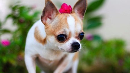 Chihuahua: mô tả, loài giống, thiên nhiên và nội dung