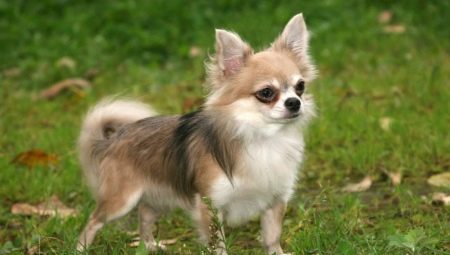 Chihuahua berambut panjang: pilihan warna, watak, peraturan penjagaan