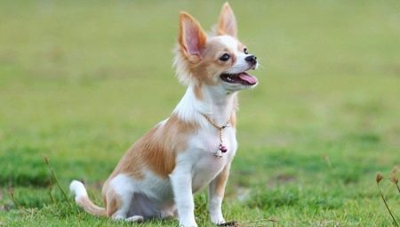 אימון Chihuahua: כללים מאסטרינג פקודות בסיסיות