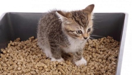 Woody cat litter: how to choose and use correctly?