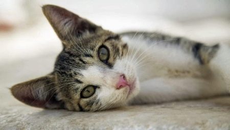 Egeerisk katt: Oppdrettsbeskrivelse, karakter og omsorg