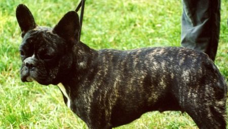 Ranskalainen bulldog-brindle-väri: miten se näyttää ja miten siitä huolehditaan?