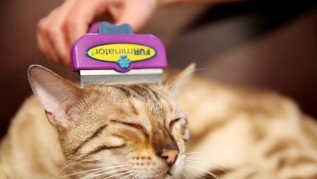 Furminators voor katten: beschrijving, types, selectie en toepassing