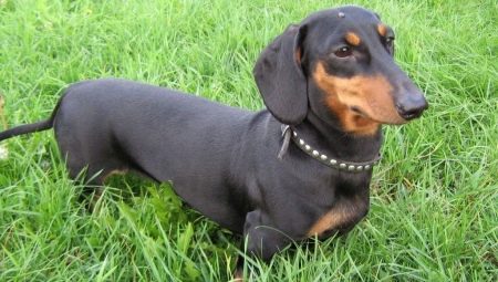 Smooth-haired dachshunds: breed characteristics and recommendations for content