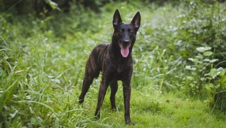Dutch Shepherd Dog: breed description and content