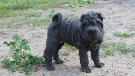 Blue Shar Pei: description and features of the content