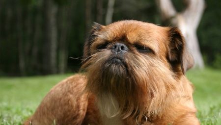 Griffon: tipos de cães e seu conteúdo