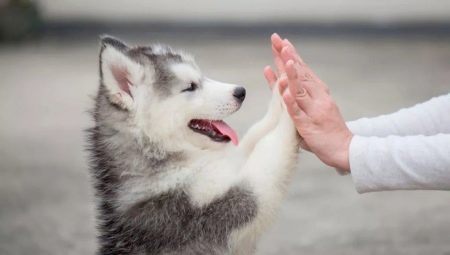 Characteristics and features of the content of the husky puppies age 2 months