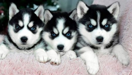 Characteristics and content of puppies husky age 1 month