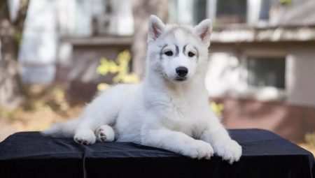 Characteristics and content of husky puppies age 3 months